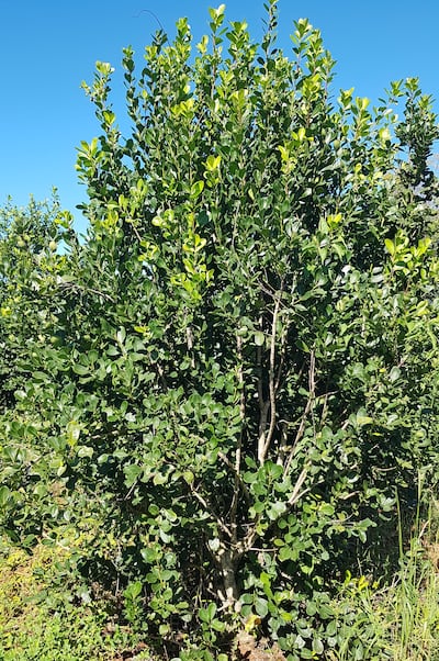 Productores primarios piden al Senado se ratifique en proyecto de ley sobre yerba mate.