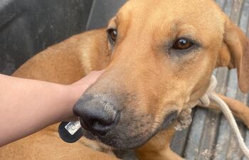 Ahora el perro rescatado ya ha sido entregado a una nueva familia.