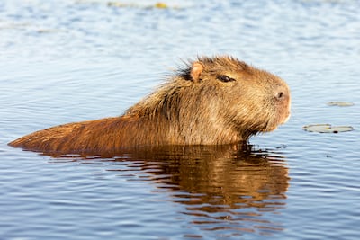 Capibara en los Esteros del Iberá.