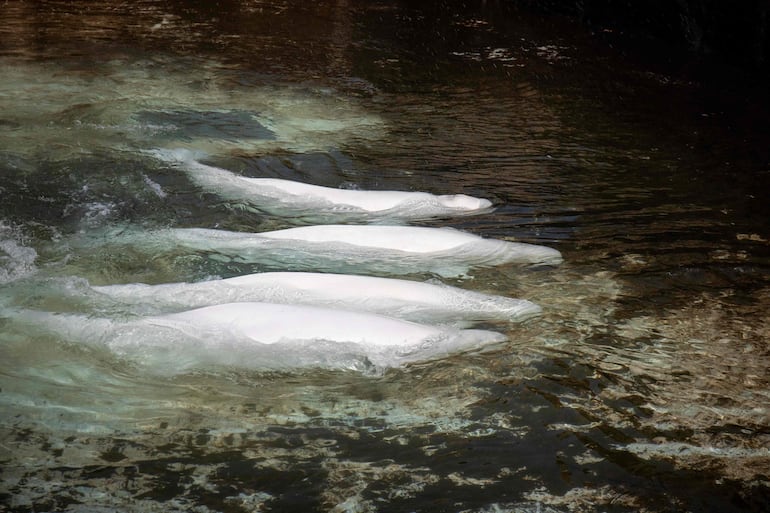 Esta fotografía cedida por el Georgia Aquarium muestra a varias belugas en Marineland de Canadá, antes de su traslado, en Niagara Falls, provincia de Ontario, el 20 de julio de 2026.