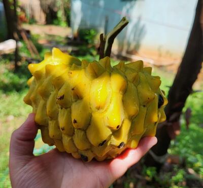 La chirimoya se suma a la producción en Cabañas y destaca por ser poco común en la comunidad.