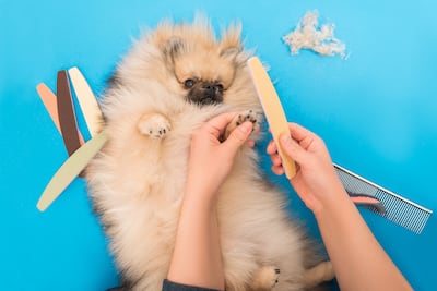 Concepto de grooming en casa.