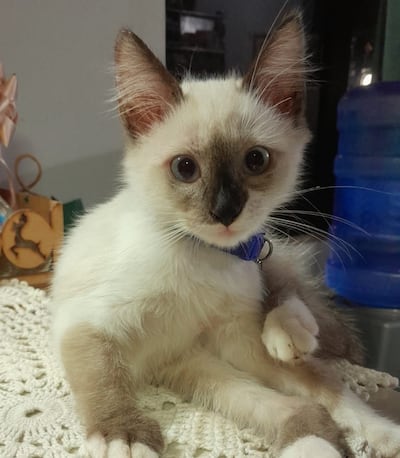 Sus dueños la quieren de vuelta en casa.