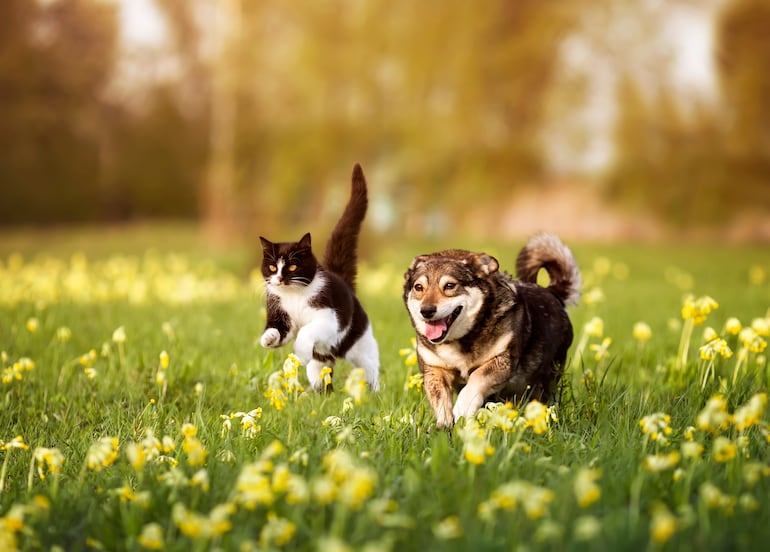 Un gato y un perro.