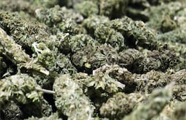 Paraguay tiene las condiciones para iniciar una “transición controlada” hacia la legalización del cannabis para uso adulto en el mercado.