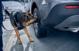 Concepto de olfato canino.