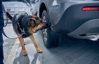Concepto de olfato canino.