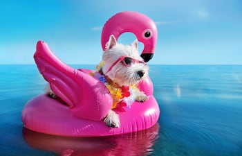 Perro en un flotador.