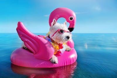 Perro en un flotador.