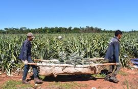 La piña paraguaya adquiere carácter internacional.