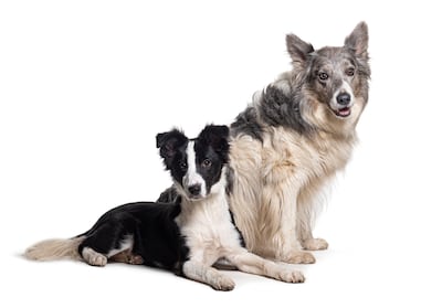 Perros border collie cachorro y senior.