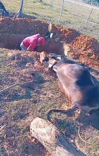 Productores denuncian la rara mortandad de ganado en Ñeembucú.