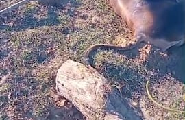 Productores denuncian la rara mortandad de ganado en Ñeembucú.