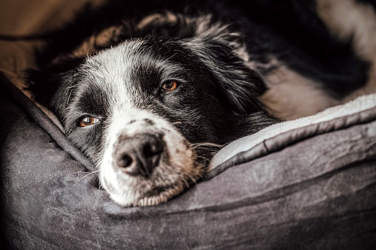 Qué significa que tu perro suspire al acostarse: calma, estrés o una señal a observar - Mascotas