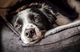 Perro border collie cansado, acostado.