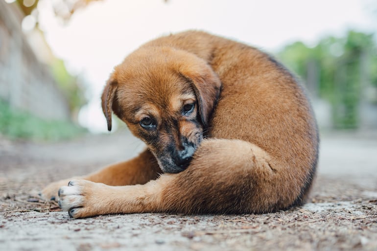 Cachorro con alergias, imagen ilustrativa.