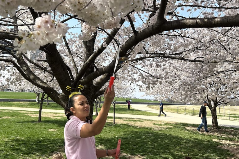Una persona juega con burbujas de jabón este jueves, cerca de árboles de cerezos florecidos, en la cuenca Tidal en Washington (EE.UU.).