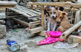 Perritos que viven en la calle y necesitan de la ayuda de las personas.