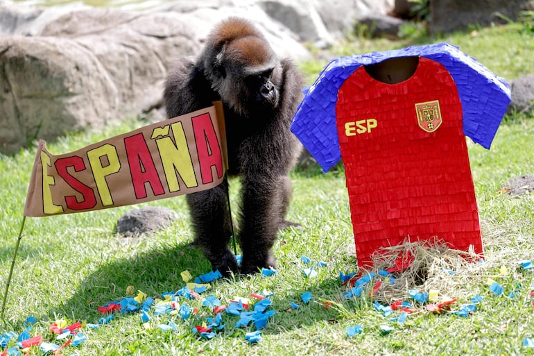 Un gorila de tierras bajas participa en una actividad de enriquecimiento ambiental mientras predice el resultado del partido de fútbol de la Copa Mundial de la FIFA entre España y Uruguay, dando como ganador a Uruguay, en el Zoológico de Guadalajara, en Guadalajara, Jalisco (México), el 5 de junio de 2026.