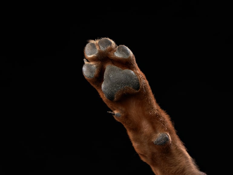 Pata de perro.