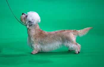 Dandie Dinmont Terrier, un perro escocés.