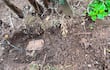 Área excavada con una pala y una caja de madera cubierta de tierra, rodeada de vegetación.