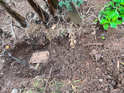 Área excavada con una pala y una caja de madera cubierta de tierra, rodeada de vegetación.