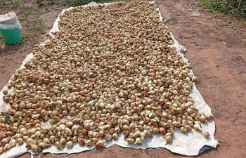 Paraguarí: En el IX departamento la campaña de cebolla fracasó por falta de control de contrabando.