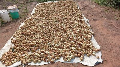 Paraguarí: En el IX departamento la campaña de cebolla fracasó por falta de control de contrabando.