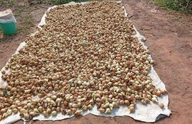 Paraguarí: En el IX departamento la campaña de cebolla fracasó por falta de control de contrabando.