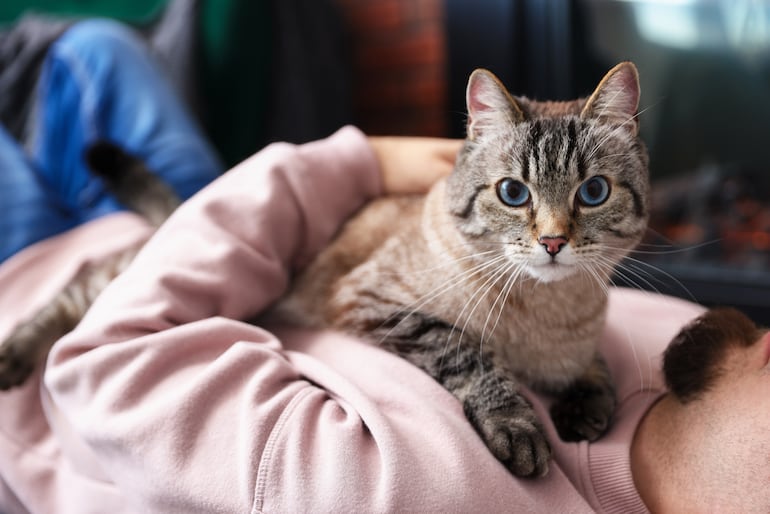 ¿Los gatos también pueden detectar enfermedades como los perros?