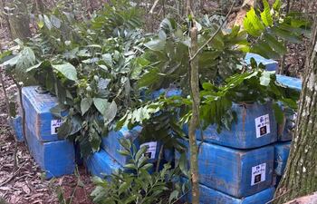 Un total de 726,5 kilogramos de marihuana localizada en una zona boscosa del lago Itaipú.