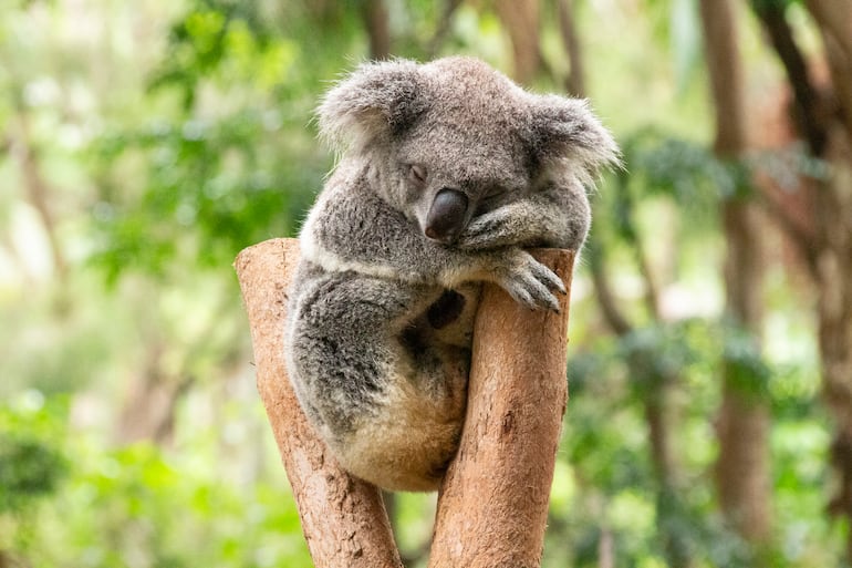 Koala.