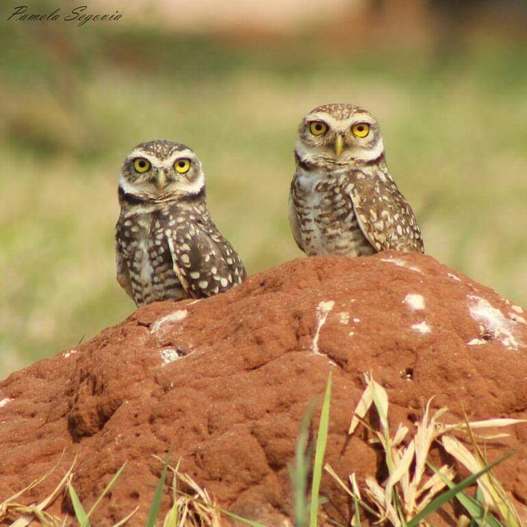 Las lechucitas de la Facultad de Veterinaria.