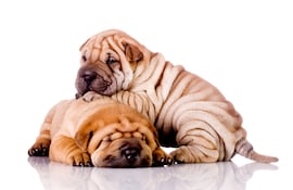 Shar pei.