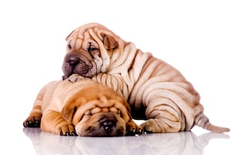 Shar pei.