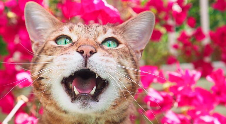 Gato maullando, imagen ilustrativa.