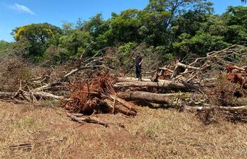 Los árboles son arrancados de raíz para luego quemarlos en la ex estancia Golondrina de Abai.