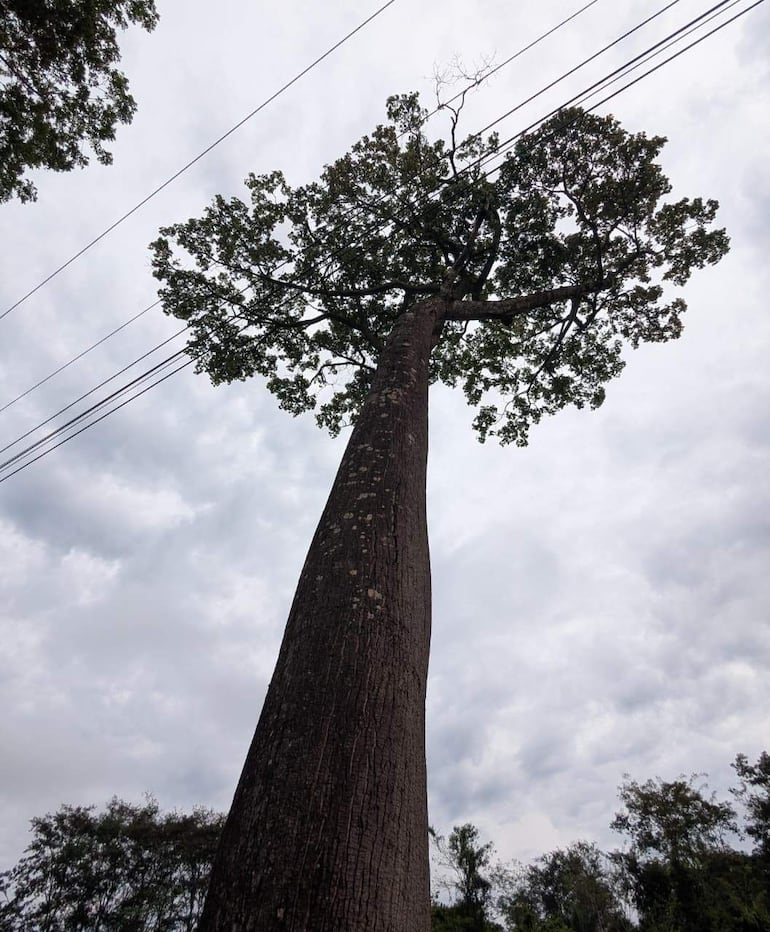 Un árbol alto desde un ángulo bajo, con tronco robusto y copa frondosa, sobre un fondo nublado y vegetación densa.