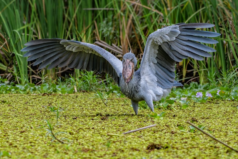 Ave pico de zapato (Balaeniceps rex).