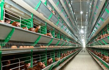 La producción nacional está en torno a los 3.600.000 huevos por día, y emplearía a unas 10.000 personas, de manera directa e indirectamente.