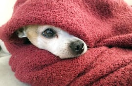 El cambio de temperatura puede agravar los síntomas, por ejemplo si nuestra mascota padece de inflamación en las articulaciones, evitar que se enfríe, especialmente por las noches, pues es cuando más horas pasa inactivo. Foto: Pixabay.