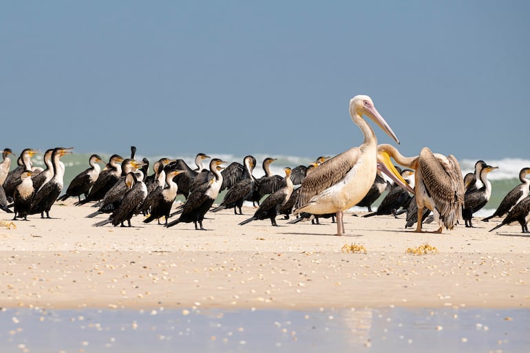 Pelícanos y cormoranes en un lugar declarado Patrimonio de la Humanidad por la Unesco en el norte de Senegal, "Pelecanus onocrotalus" y "Phalacrocorax carbo" en Lengua de la Barbarie, Senegal.