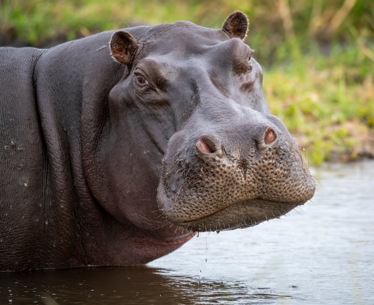 Hipopótamo, imagen ilustrativa.