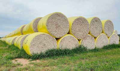 El algodón paraguayo muestra señales de recuperación, pero continúa sin consolidarse como un generador estable de divisas.