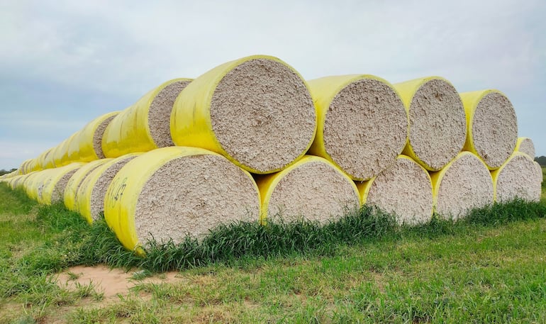 Exportaciones de algodón pasaron de US$ 43 millones en 2024 a US$ 9,1 millones en 2025