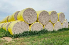 El algodón paraguayo muestra señales de recuperación, pero continúa sin consolidarse como un generador estable de divisas.