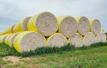 El algodón paraguayo muestra señales de recuperación, pero continúa sin consolidarse como un generador estable de divisas.