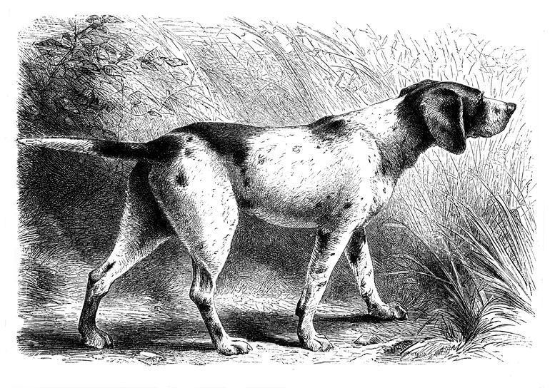 Grabado de perro del siglo XIX de la enciclopedia victoriana.