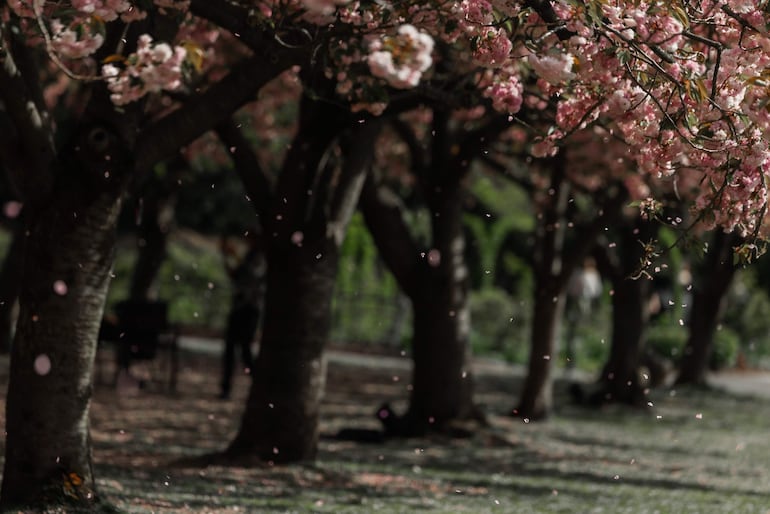 Pétalos de flor de cerezo caen en el Jardín Botánico de Brooklyn, en Nueva York, Estados Unidos, el 23 de abril de 2026.
